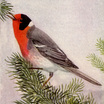 Red-faced Warbler